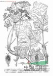 鈍葉獨(dú)活 肉獨(dú)活(四川)