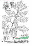 康定獨(dú)活 肉獨(dú)活(四川)