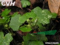 紅馬蹄草 金錢薄荷(浙江平陽)、大樣駁骨草(廣東樂昌)；紅馬蹄草(四川峨眉)