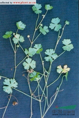 破銅錢 鵝不食草(江西)、銅錢草(廣西)、小葉銅錢草
