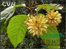 華南藍果樹 