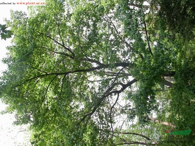 藍(lán)果樹 