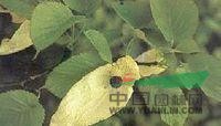 薄葉藍(lán)果樹(shù) 