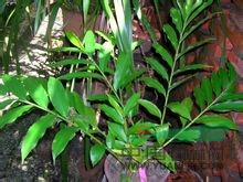 茴香砂仁 