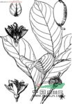 大葉茉莉果 