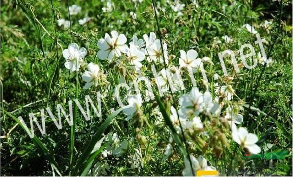 白花老鸛草 泰國安息香、滇桂野茉莉、白背安息香、白花樹
