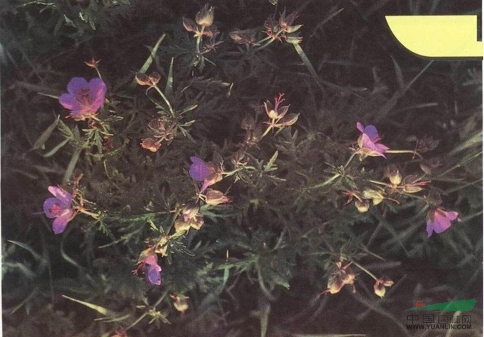 草甸老鸛草 