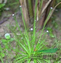 白藥谷精草 賽谷精草，流星草
