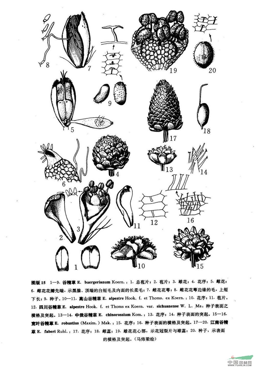 高山谷精草(原變種)