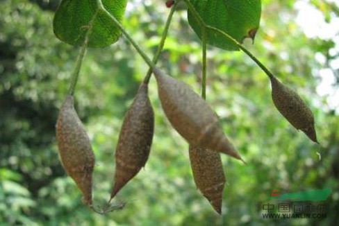 狹果秤錘樹 