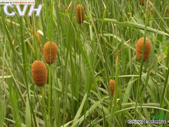 無(wú)苞香蒲 