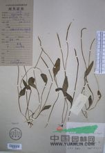 鈍頭瓶爾小草 