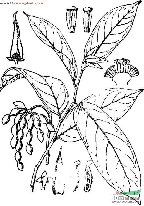 喙果皂帽花 