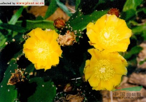 綠仙人掌 