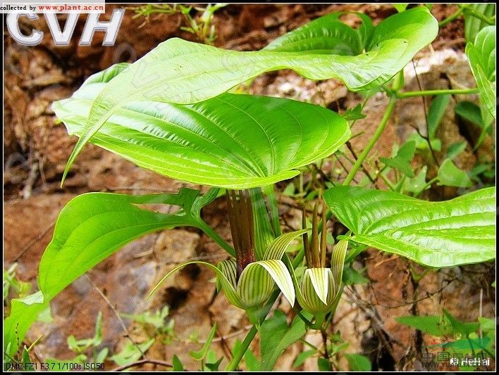 大百部 對(duì)葉百部、大春根藥