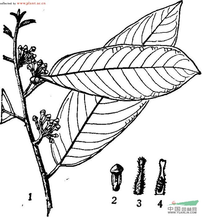 小萼瓜馥木 