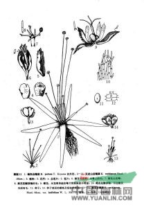 玉龍山谷精草