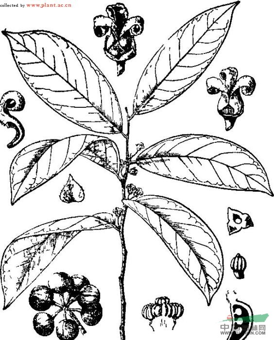 蟻花