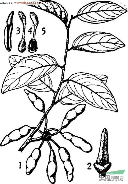 木瓣樹 