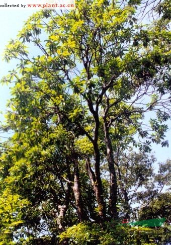 交讓木 畫眉珠、虎皮楠、山黃樹，豆腐頭、枸邑子