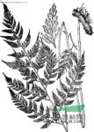 大葉骨碎補(bǔ) 