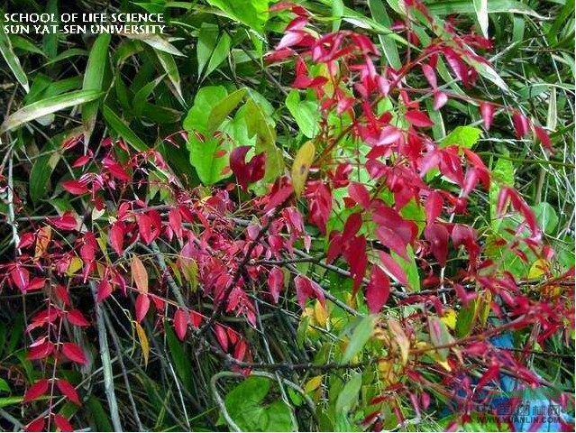 紅葉藤 