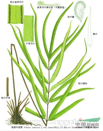 粗糙鳳尾蕨 