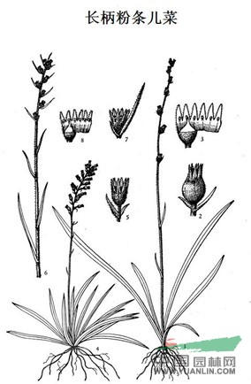 長柄粉條兒菜 