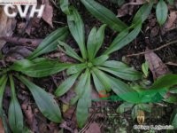 灰鞘粉條兒菜 