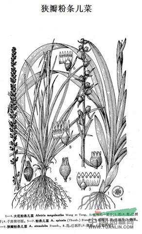 狹瓣粉條兒菜 