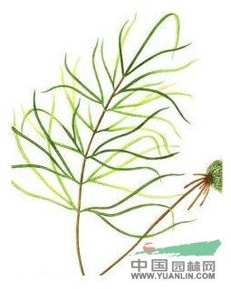 狹葉鳳尾蕨 