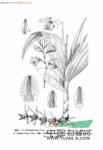 黃花白及 