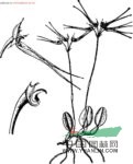 斑唇卷瓣蘭 毛邊卷瓣蘭(海南植物志)，黃花卷瓣蘭(臺灣植物志)，翠花卷瓣蘭(臺灣蘭科植物)，黃花石豆蘭(臺灣蘭科植物彩色圖鑒)