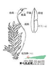 貫頂鳳尾蘚 