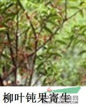 柳葉鈍果寄生 
