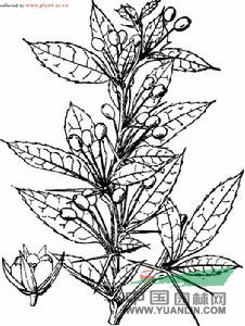 臺(tái)灣小檗 