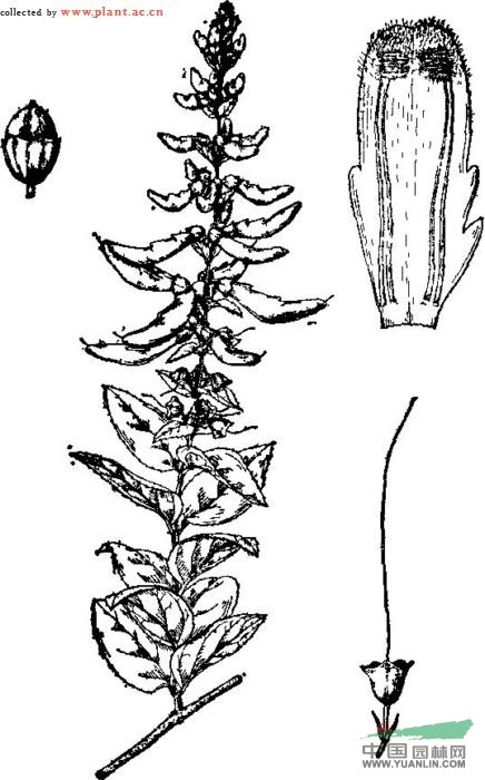 總花來(lái)江藤 