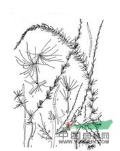 大理天門(mén)冬 