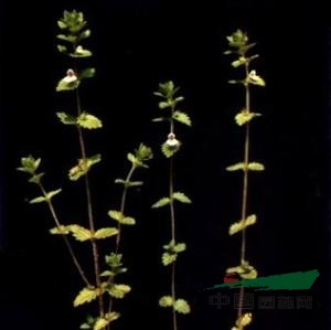 長(zhǎng)腺小米草 