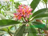 紅雞蛋花 