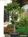 垂葉榕 細(xì)葉榕、小葉榕、垂榕、白榕