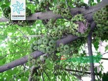 大果榕 饅頭果、大無花果、大木瓜、波羅果、蜜枇杷、大石榴