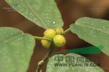 大果粗葉榕 