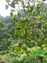 黃毛榕 毛果、貓卵果、大赦婆樹(云南)