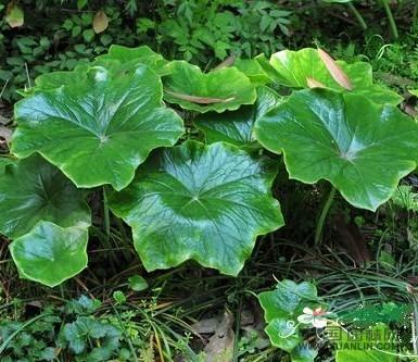 六角蓮 獨腳蓮、山荷葉、八角蓮、金盤三七、金盤托荔枝, 
