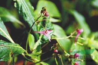 滇南鳳仙花 