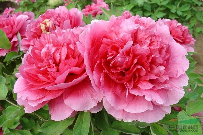丁香鳳仙花 