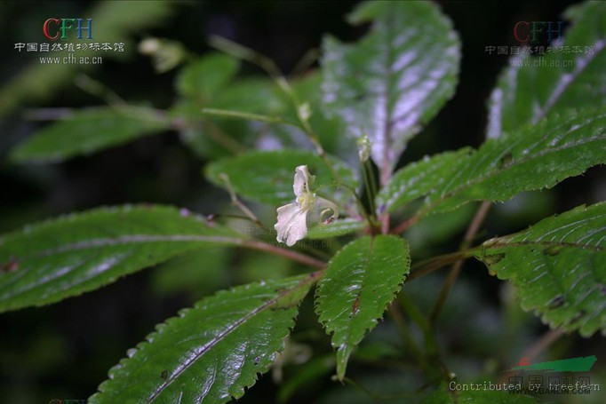 川西鳳仙花 