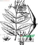 臺(tái)灣鱔藤 