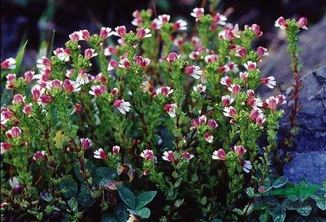 小米草 